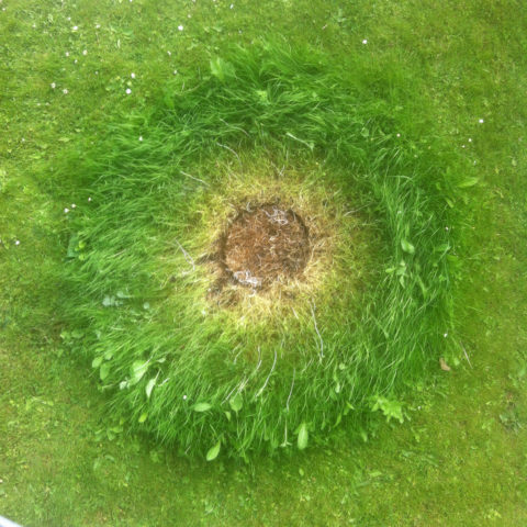 Green eyed grass